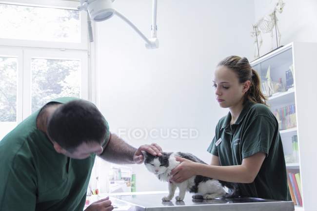 Veterinarios examinando un gato - foto de stock
