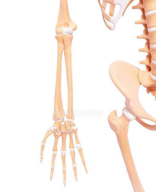 Ossa del braccio e ossa pelviche — Foto stock