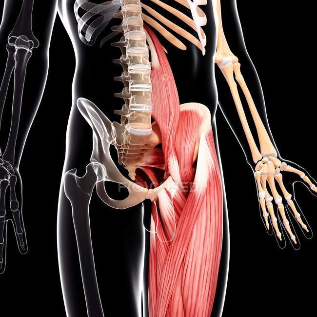 Людського хіп мускулатури — стокове фото