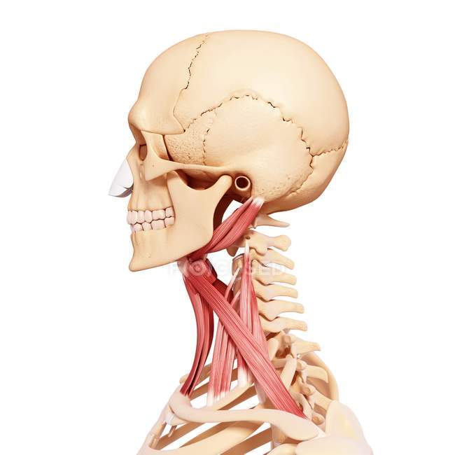 Muscolatura del collo umano — Foto stock