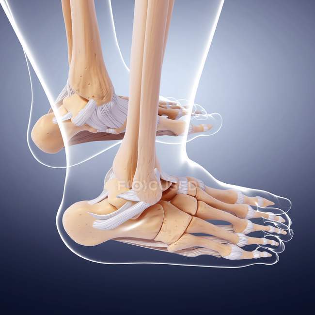 Human foot bones structural anatomy — Stock Photo