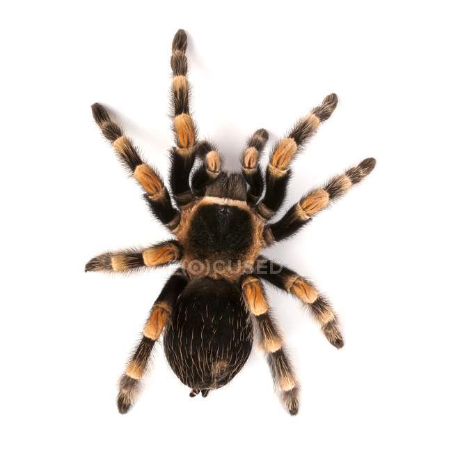 Mexican redknee tarantula — Stock Photo