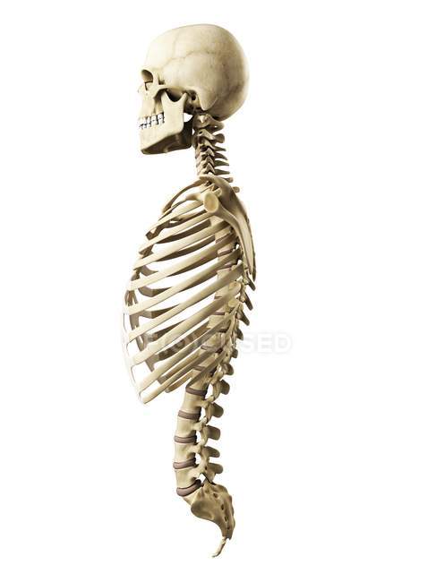 Thorax, spine and skull — Stock Photo