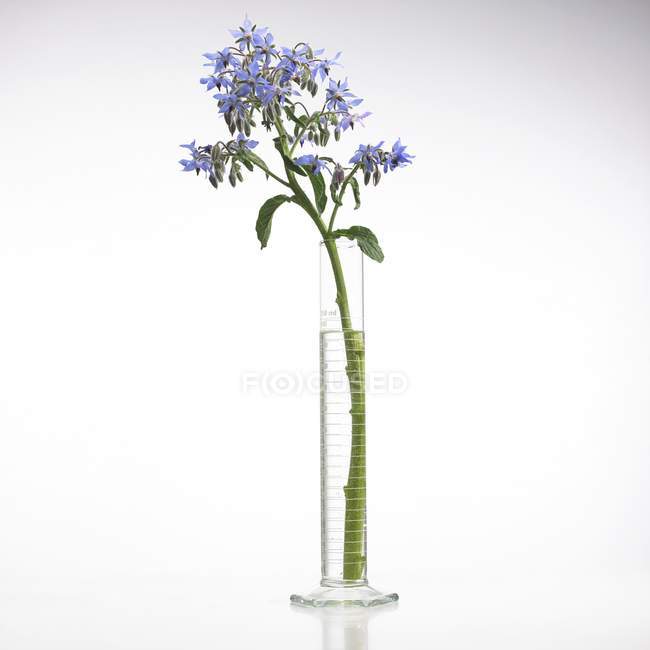 Borago officinalis plant — Stock Photo