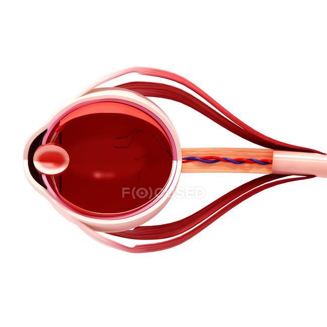 Human eye anatomy — Stock Photo