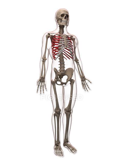 Vista das costelas humanas — Fotografia de Stock