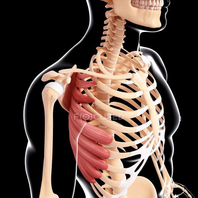 Musculatura superior del cuerpo humano - foto de stock