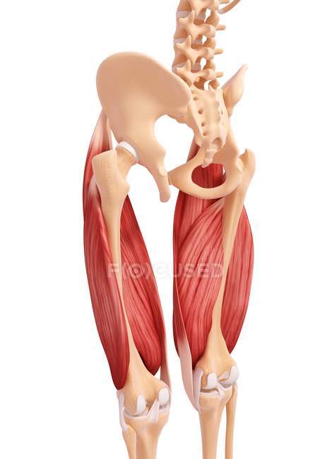 Human legs musculature — Stock Photo