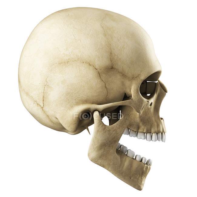Visual render of Human skull — Stock Photo