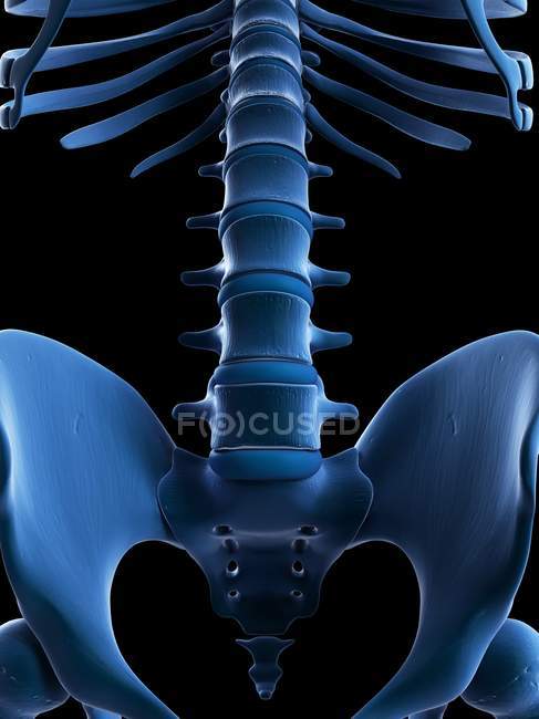 Renderização visual da coluna vertebral e sacro — Fotografia de Stock