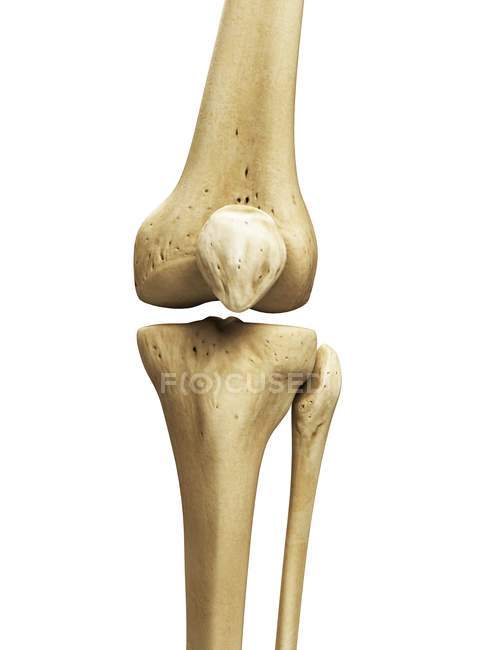 Renderizado visual de huesos de rodilla — Stock Photo