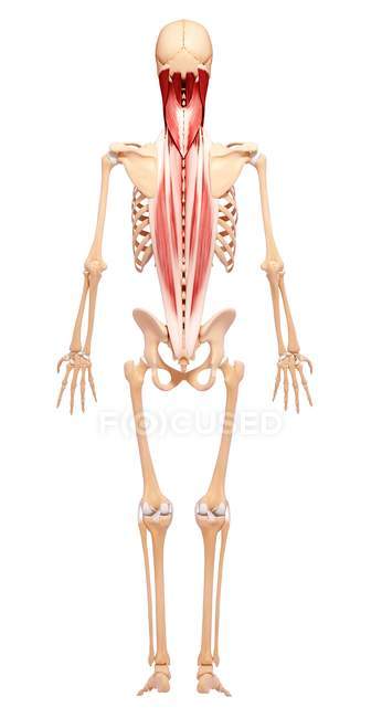 Muscolatura della schiena umana — Foto stock