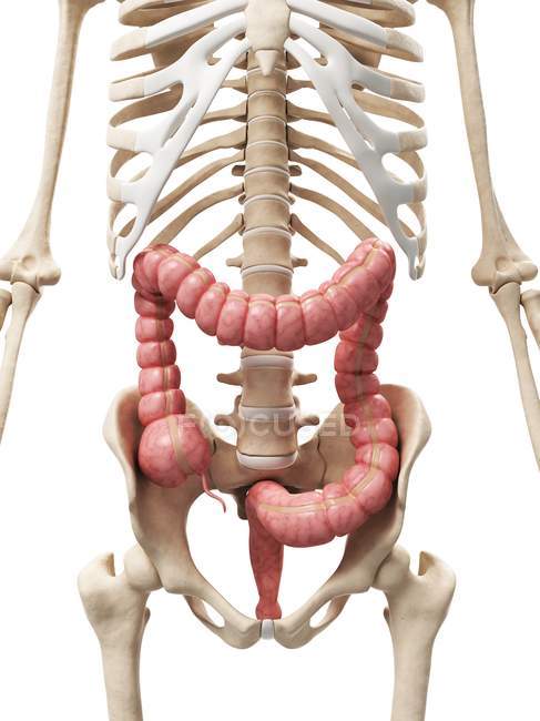 Colon sano e sistema scheletrico — Foto stock