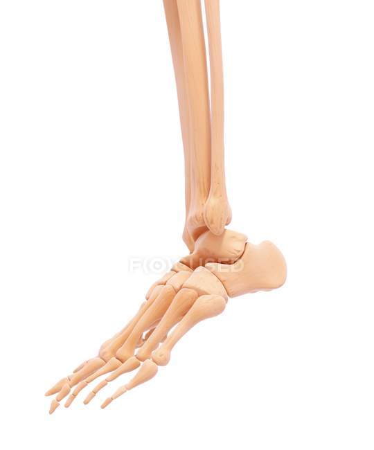 Unterschenkel- und Fußknochen — Stockfoto