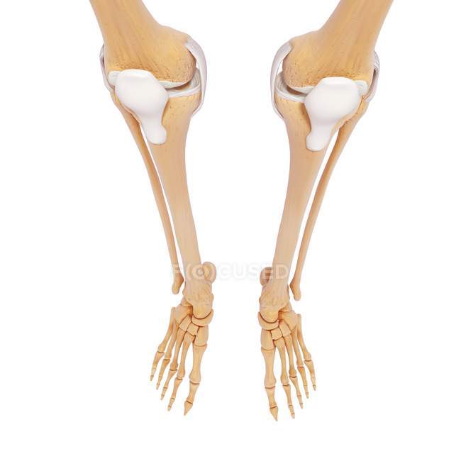 Нижні кістки ніг і ніг — стокове фото
