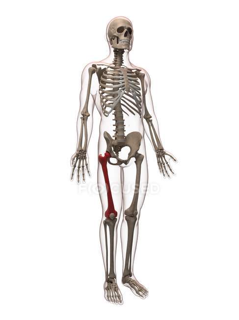 Перегляд стегнової кістки — стокове фото