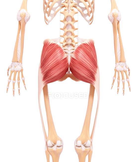 Gesäßmuskeln maximus — Stockfoto