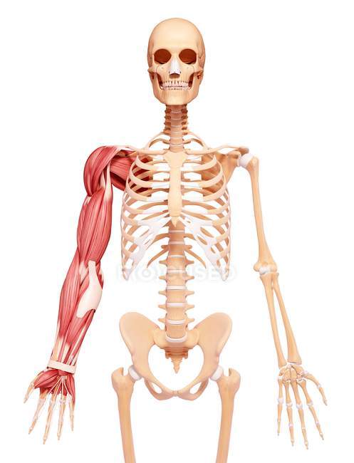 Musculatura del brazo humano - foto de stock