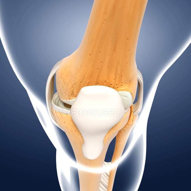 Articulación de rodilla anatomía estructural - foto de stock