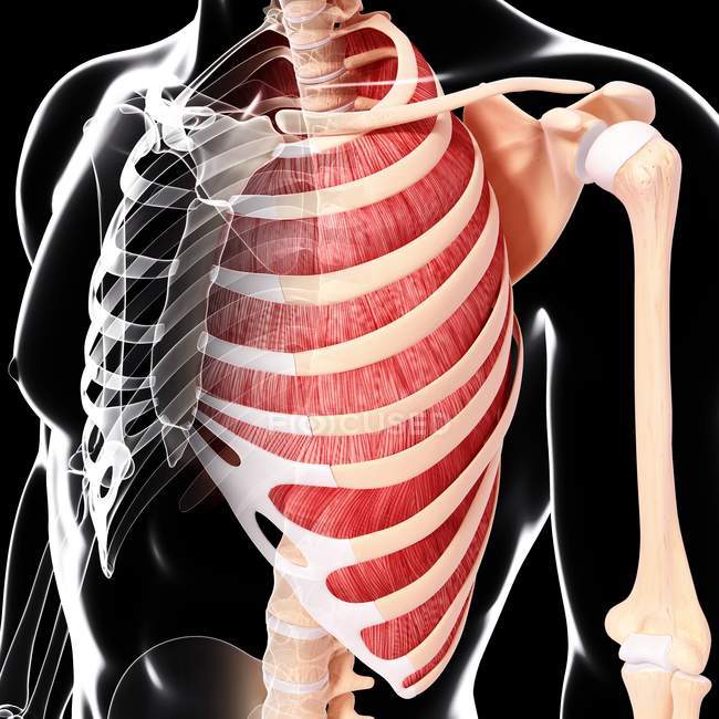 Musculature intercostale humaine — Photo de stock