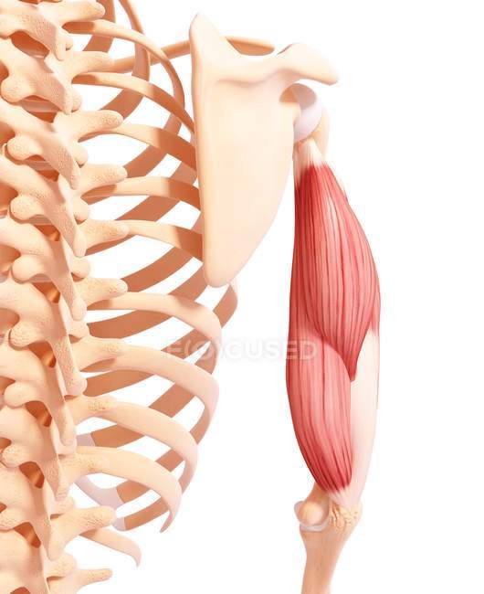 Human arm musculature — Stock Photo