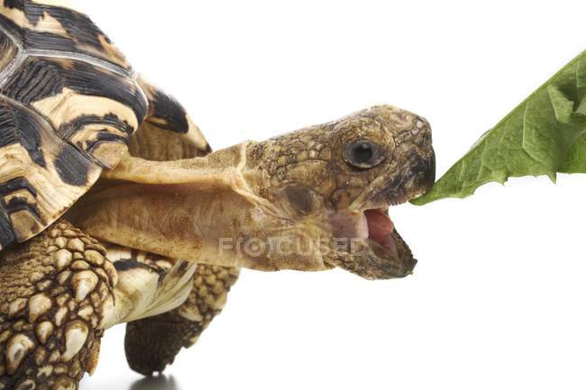 Leopard tortoise eating green leaf on white background. — Stock Photo