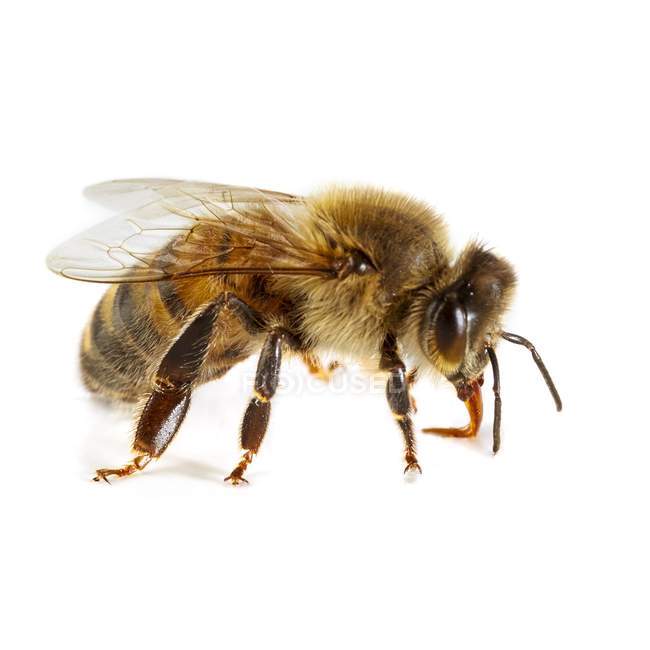 Erwachsene Arbeiter Honigbiene — Stockfoto