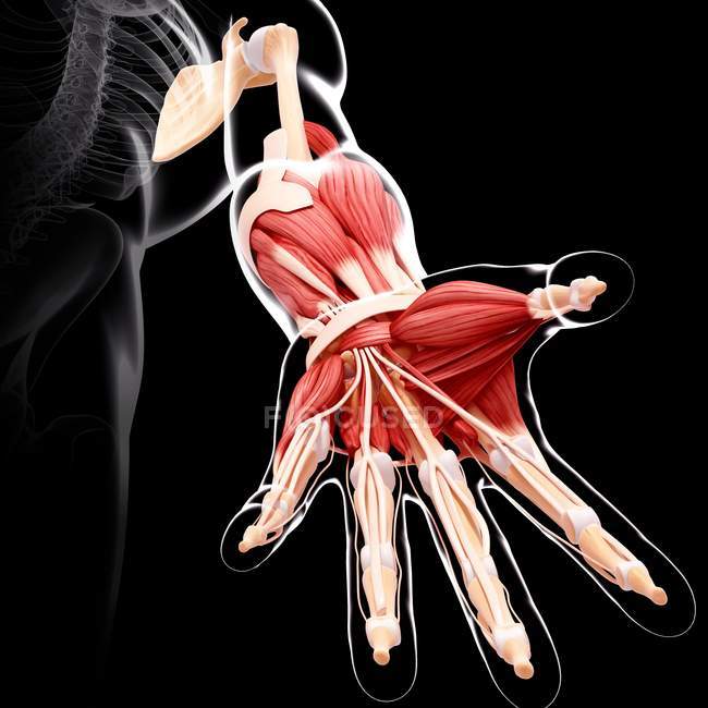 Human arm musculature — Stock Photo