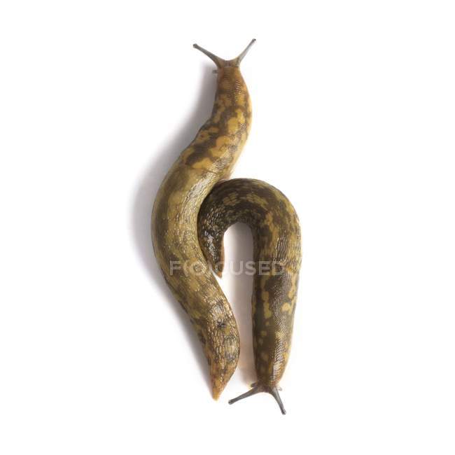 Yellow banana slugs on white background. — Stock Photo