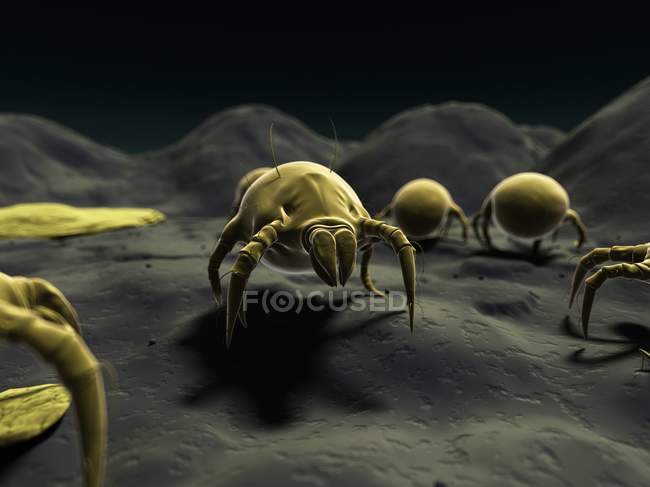 Colonie microscopique d'acariens de la poussière — Photo de stock