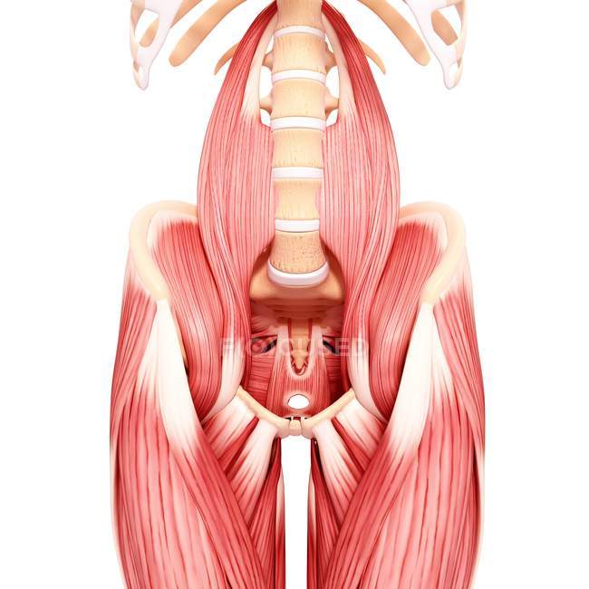 Anatomía muscular masculina - foto de stock