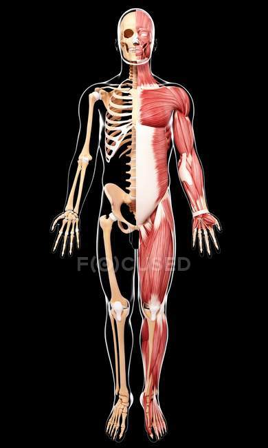 Vista de la musculatura masculina - foto de stock