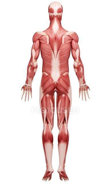 Vista de la musculatura humana - foto de stock