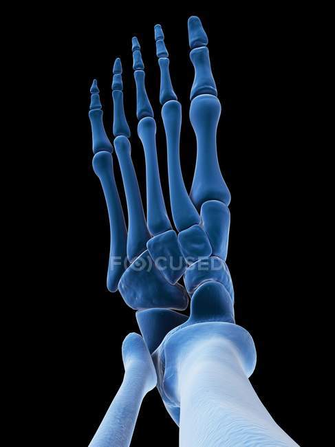 Visualización de los huesos del pie - foto de stock