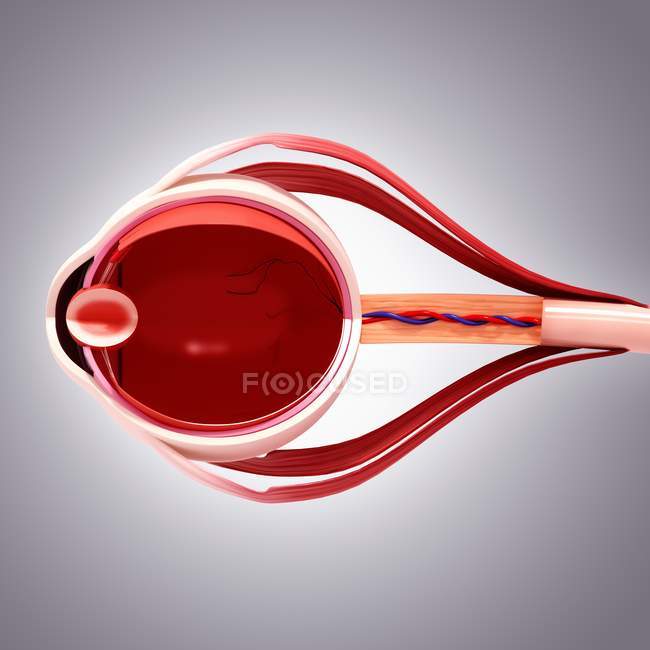 Анатомія людського ока — стокове фото