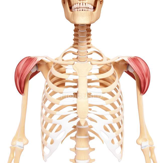 Musculature de l'épaule humaine — Photo de stock