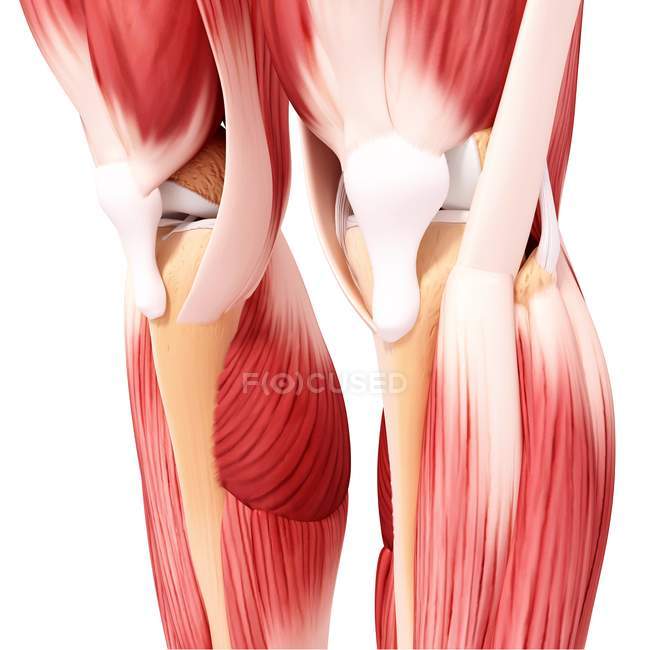 Musculature des jambes humaines — Photo de stock