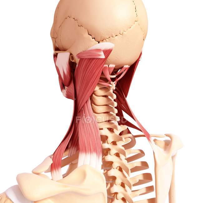 Musculatura do pescoço humano — Fotografia de Stock