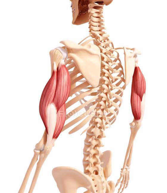 Musculatura de brazos humanos — Stock Photo