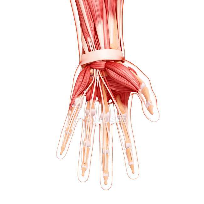 Human hand musculature — Stock Photo