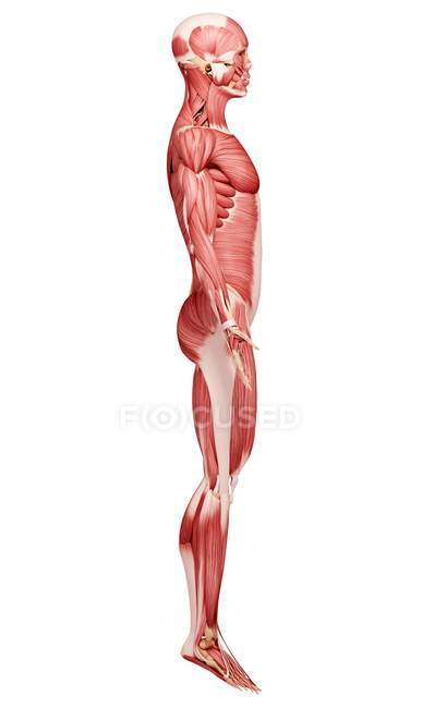Anatomia della muscolatura maschile — Foto stock