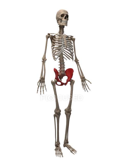 Vue de l'os de la hanche — Photo de stock