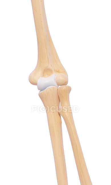 Anatomia dos ossos do braço humano — Fotografia de Stock