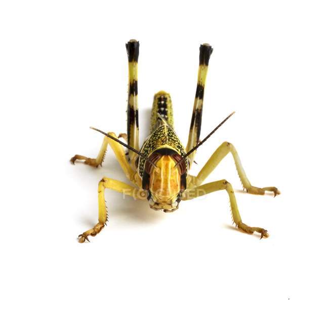 Adult Locust on white background — Stock Photo