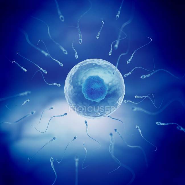 Human sperm cells and egg cell — Stock Photo