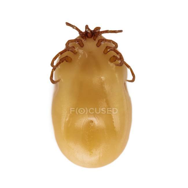 Close-up view of tick on white background. — Stock Photo