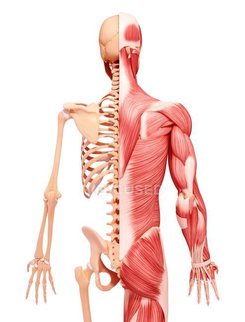 Vista trasera de la musculatura humana - foto de stock