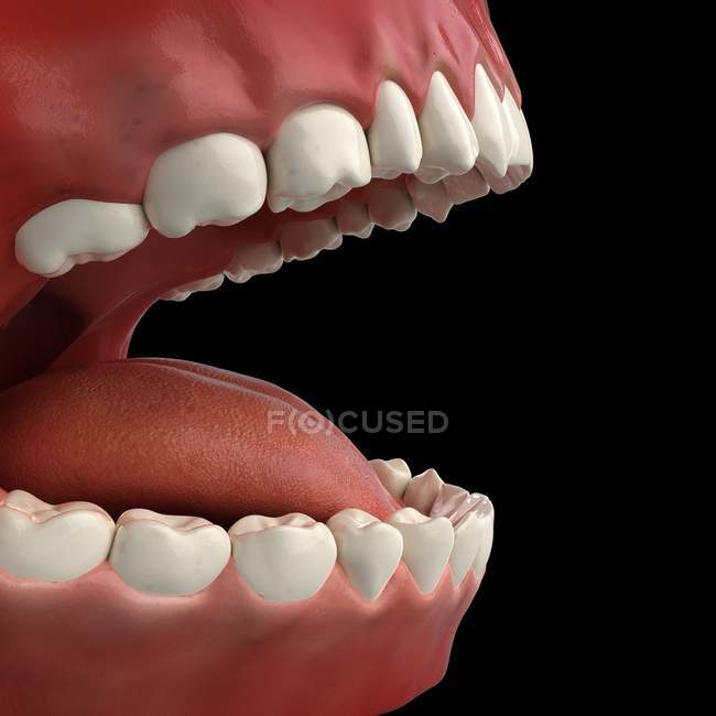 Healthy human teeth — Stock Photo