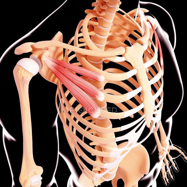 Shoulder girdle musculature — Stock Photo
