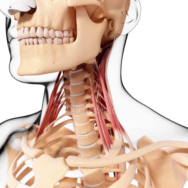 Musculatura do pescoço humano — Fotografia de Stock